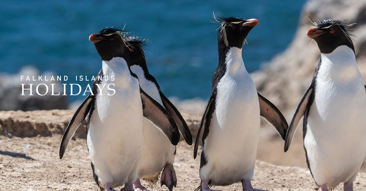 FACTS ABOUT THE FALKLAND ISLANDS visual data 4