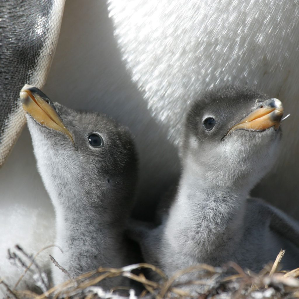 falkland island private tours